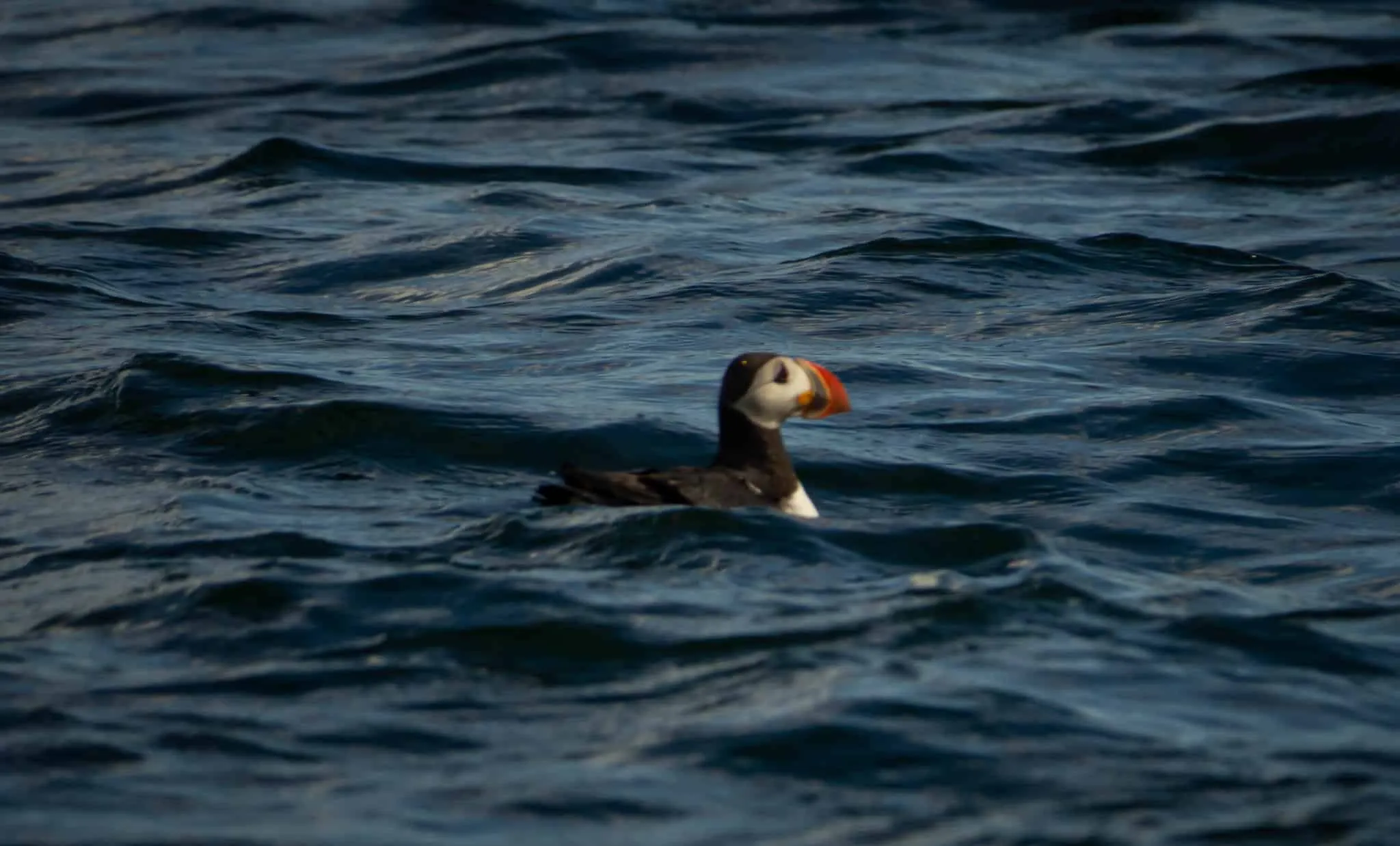 Puffin watching boat tour in Reykjavik, Iceland