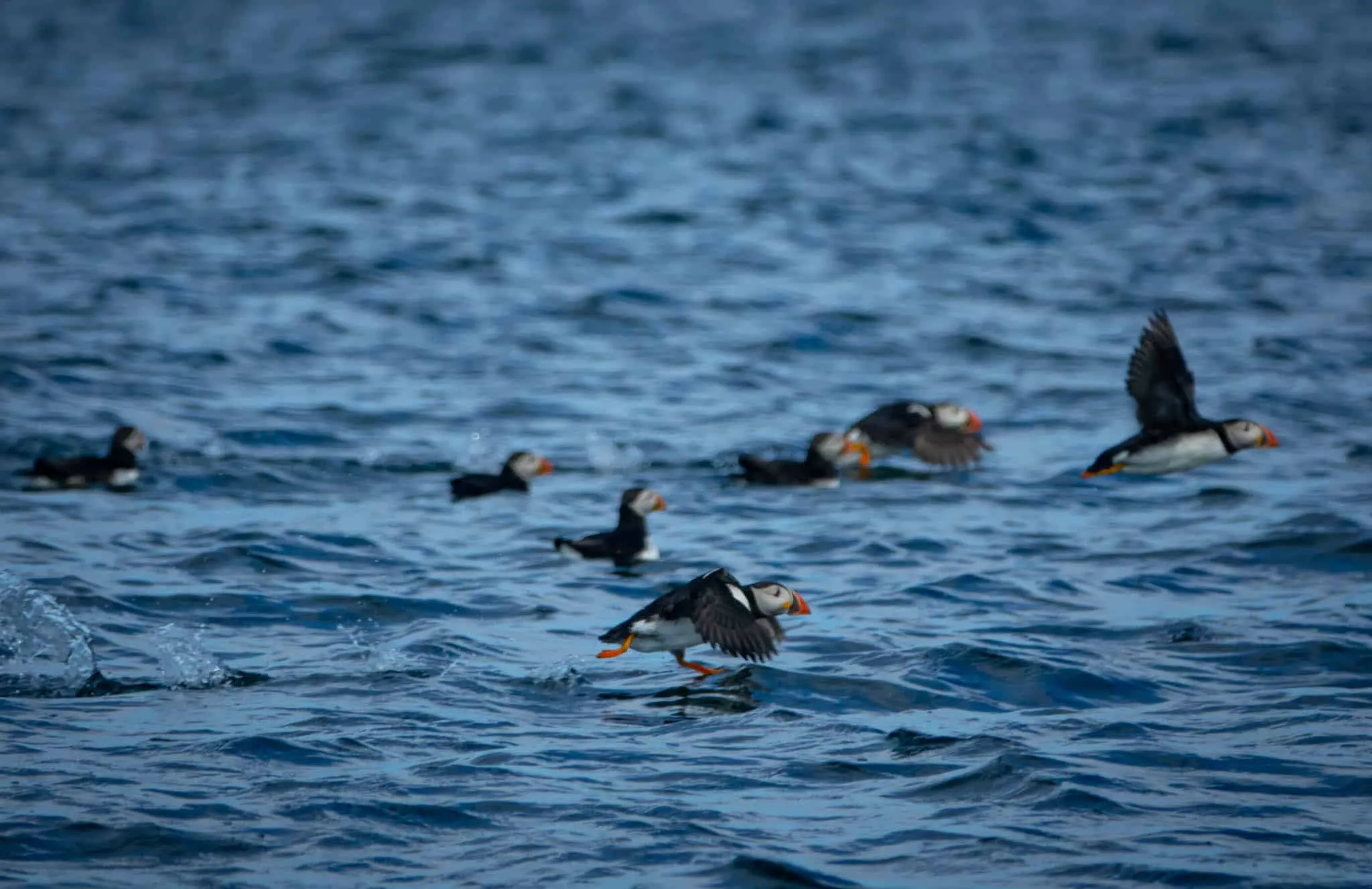 Puffin watching boat tour in Reykjavik, Iceland