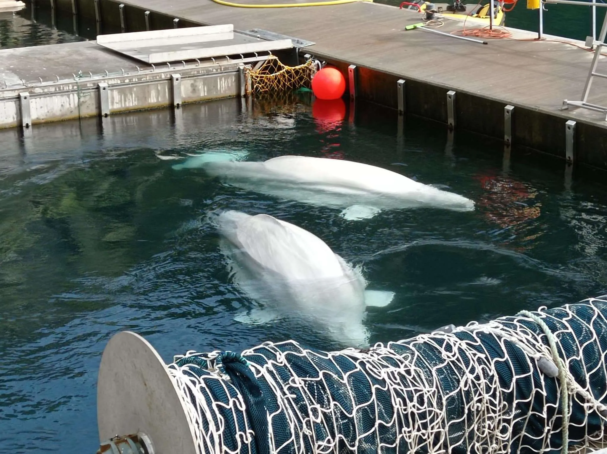 Beluga Whale Sanctuary and Puffin Rescue Center on Westman islands, Iceland