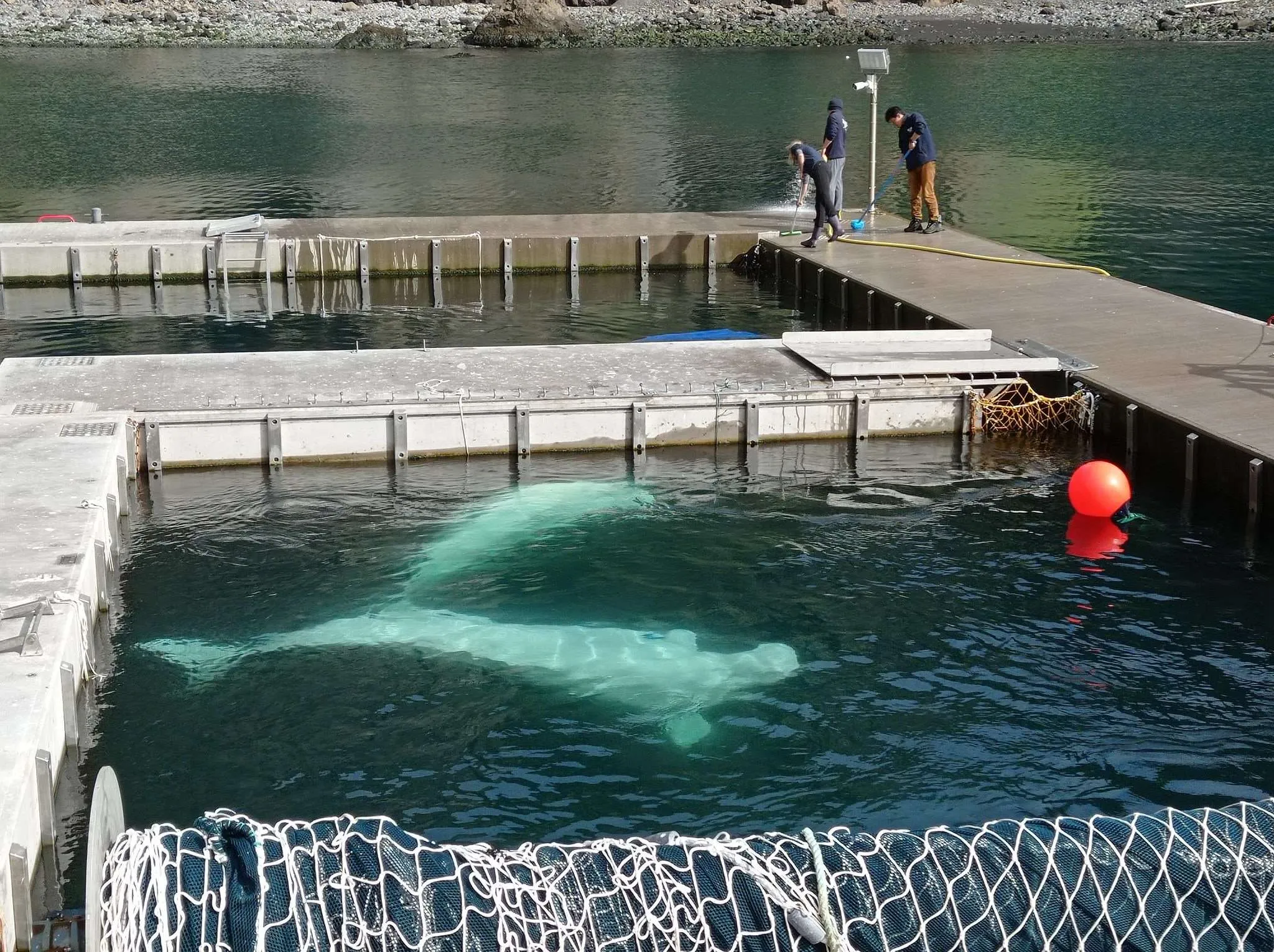 Beluga Whale Sanctuary and Puffin Rescue Center on Westman islands, Iceland