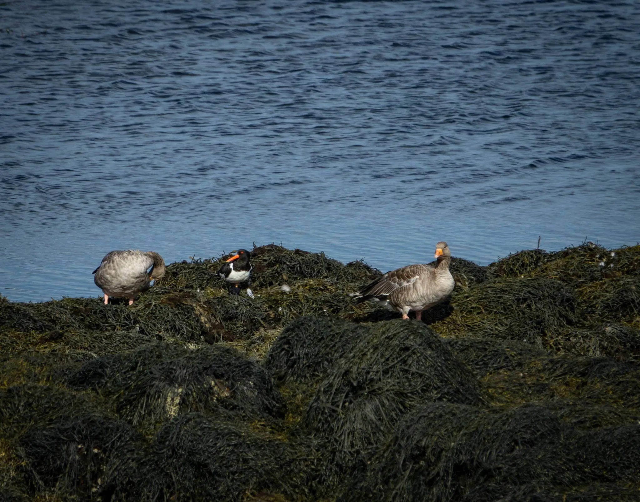 Puffin watching boat tour in Reykjavik, Iceland