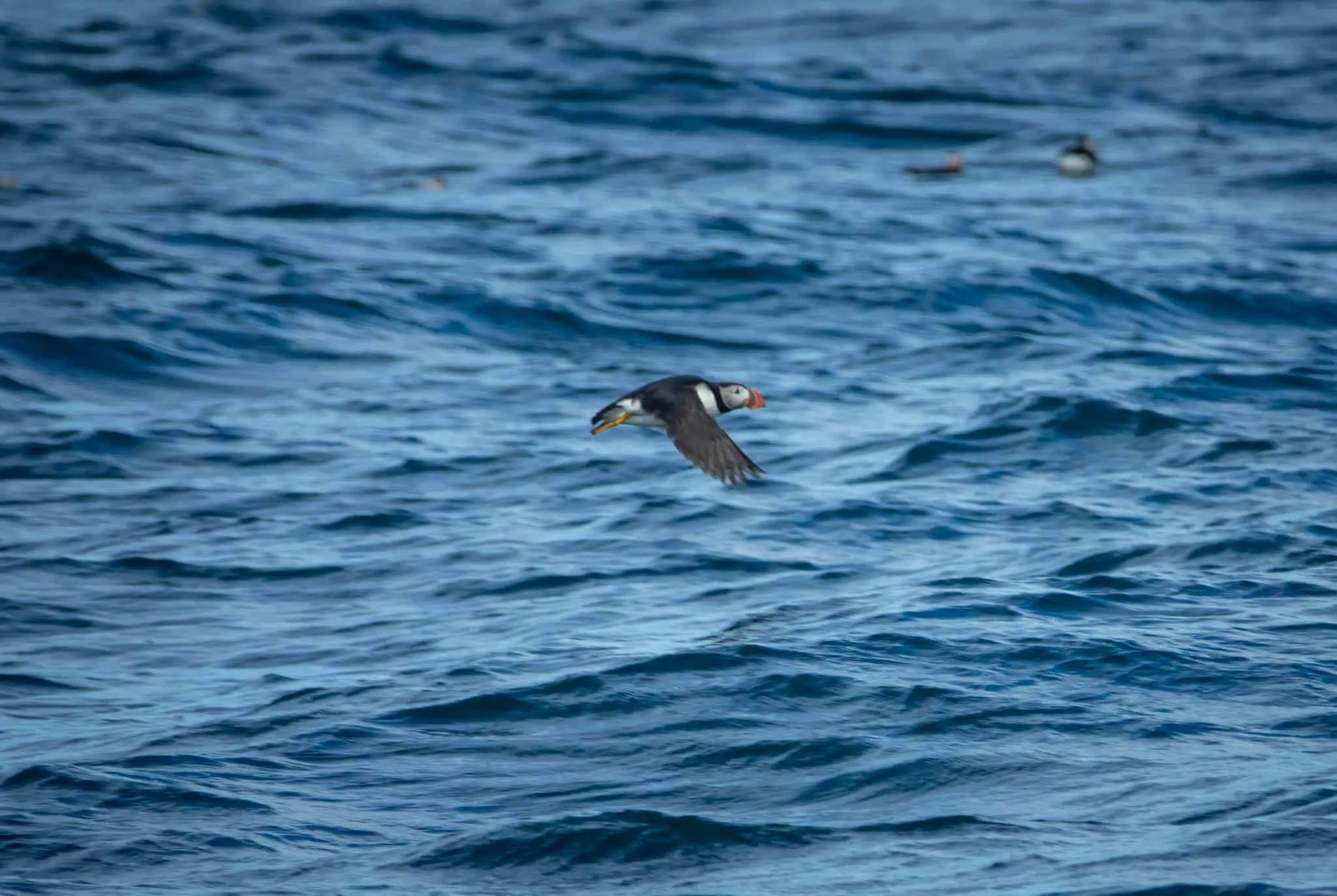 Puffin watching boat tour in Reykjavik, Iceland