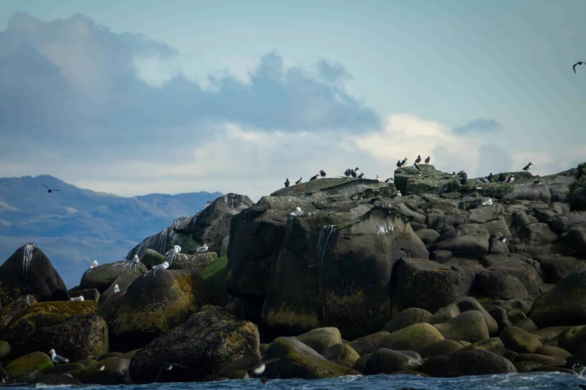 Puffin watching boat tour in Reykjavik, Iceland