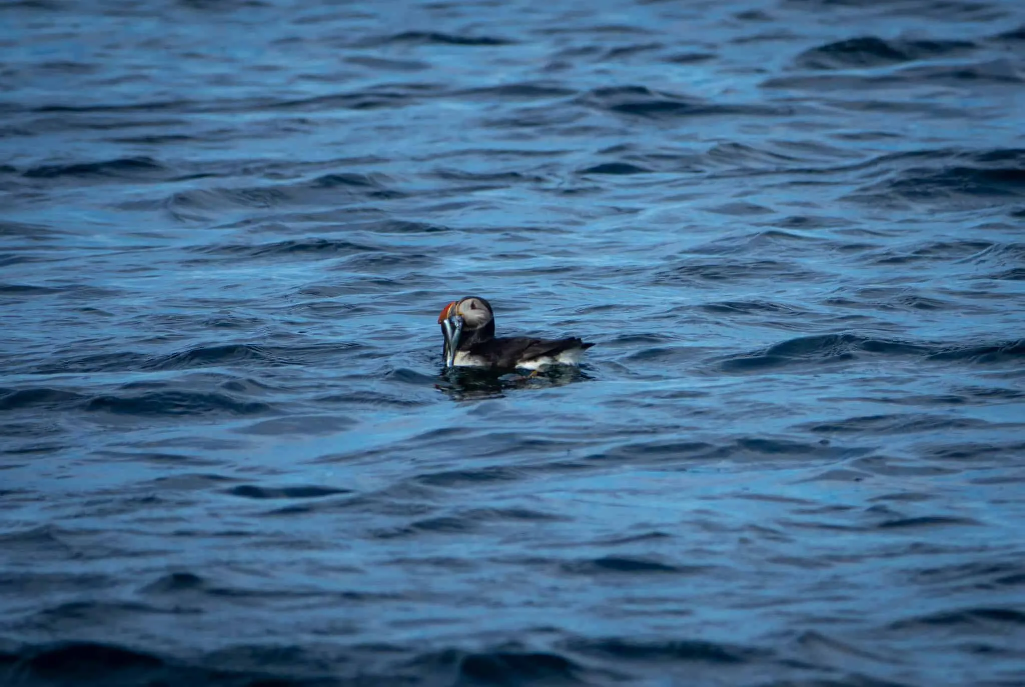 Puffin watching boat tour in Reykjavik, Iceland