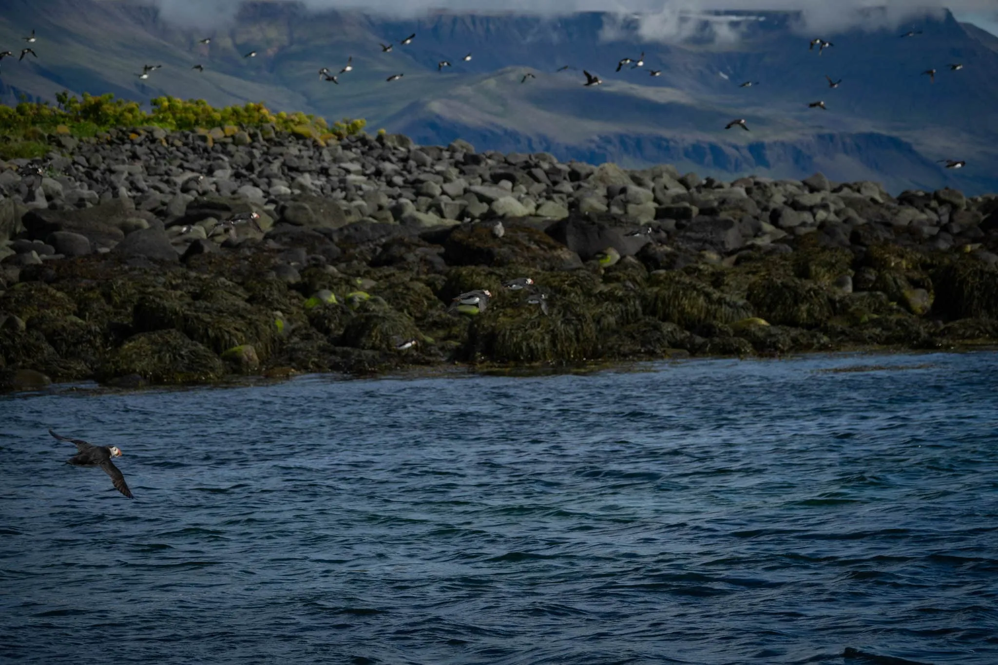 Puffin watching boat tour in Reykjavik, Iceland