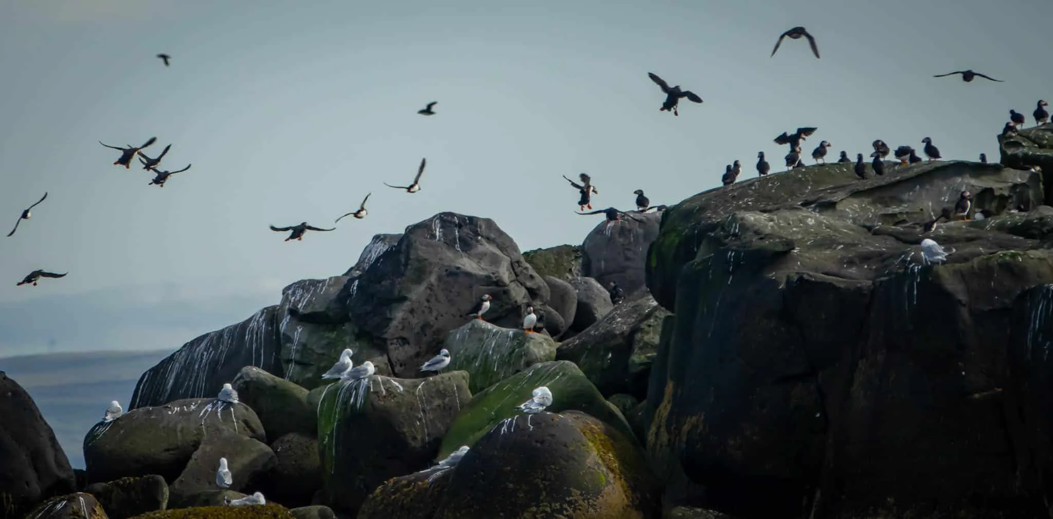 Puffin watching boat tour in Reykjavik, Iceland
