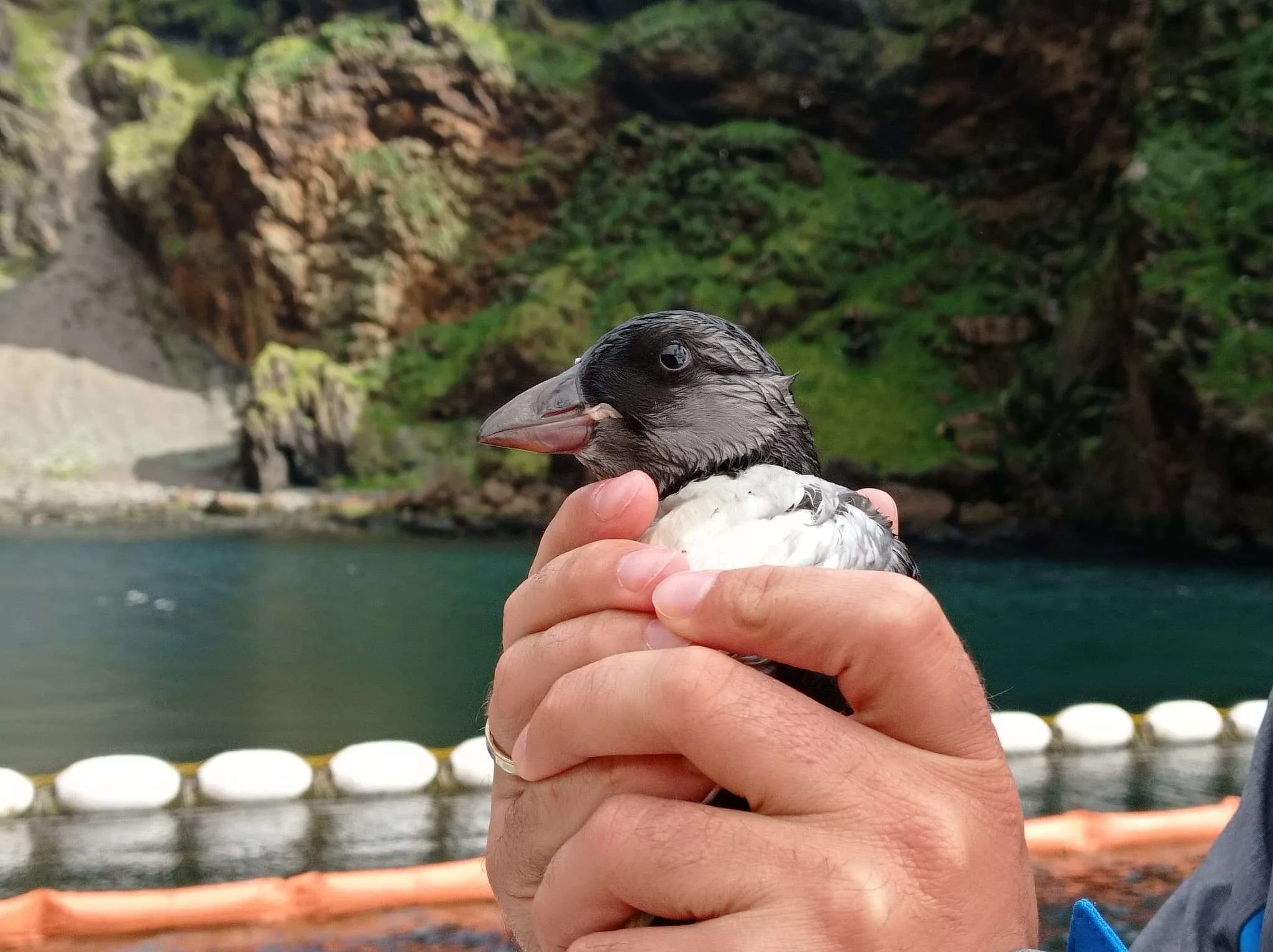 Beluga Whale Sanctuary and Puffin Rescue Center on Westman islands, Iceland
