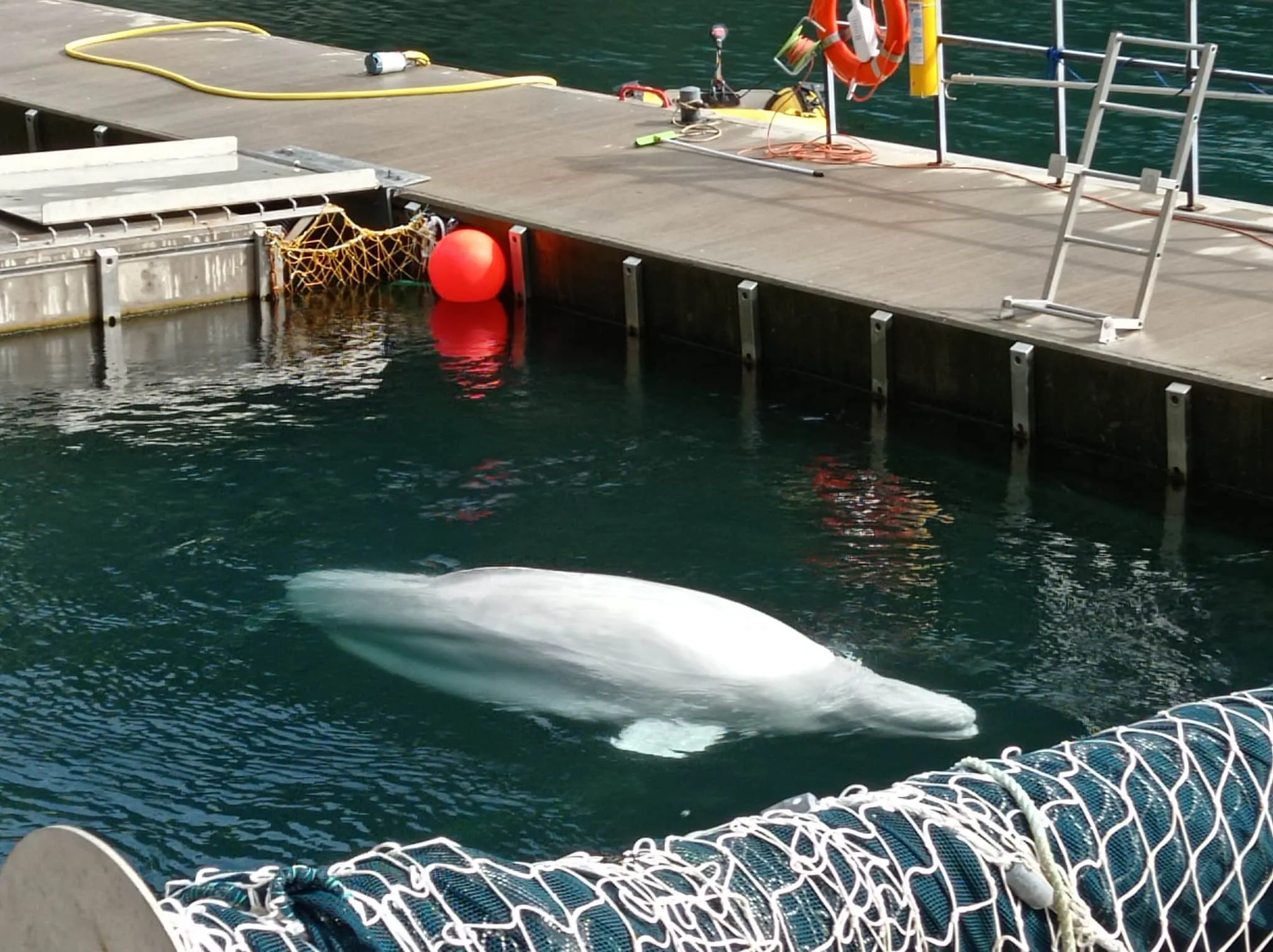 Beluga Whale Sanctuary and Puffin Rescue Center on Westman islands, Iceland