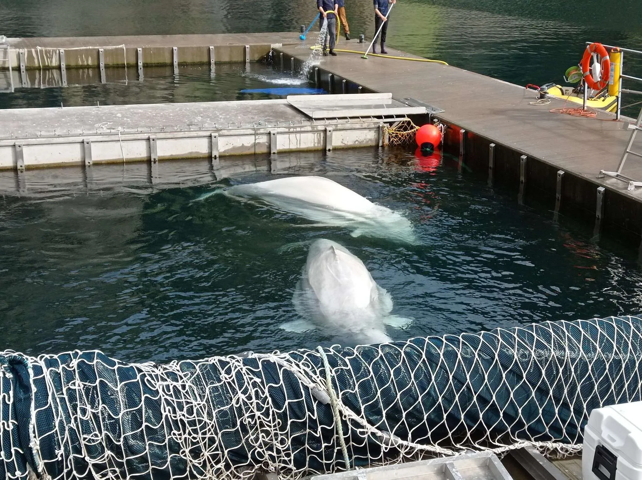 Beluga Whale Sanctuary and Puffin Rescue Center on Westman islands, Iceland