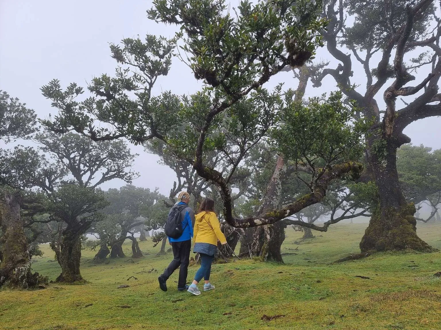 Beutiful places to visit in Madeira, Posto Florestal Fanal