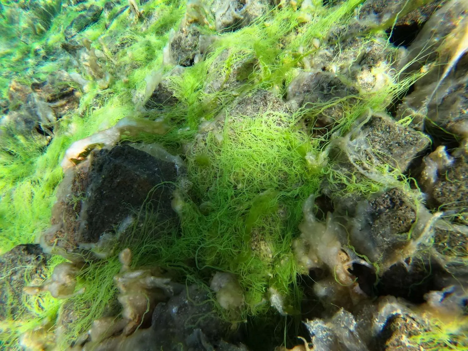 Silfra snorkeling, Iceland