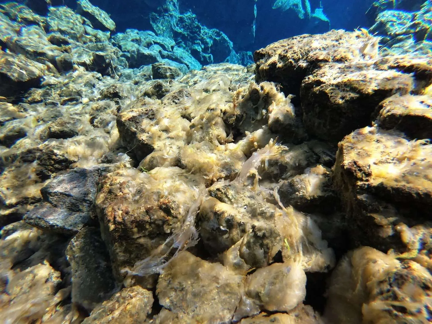 Silfra snorkeling, Iceland
