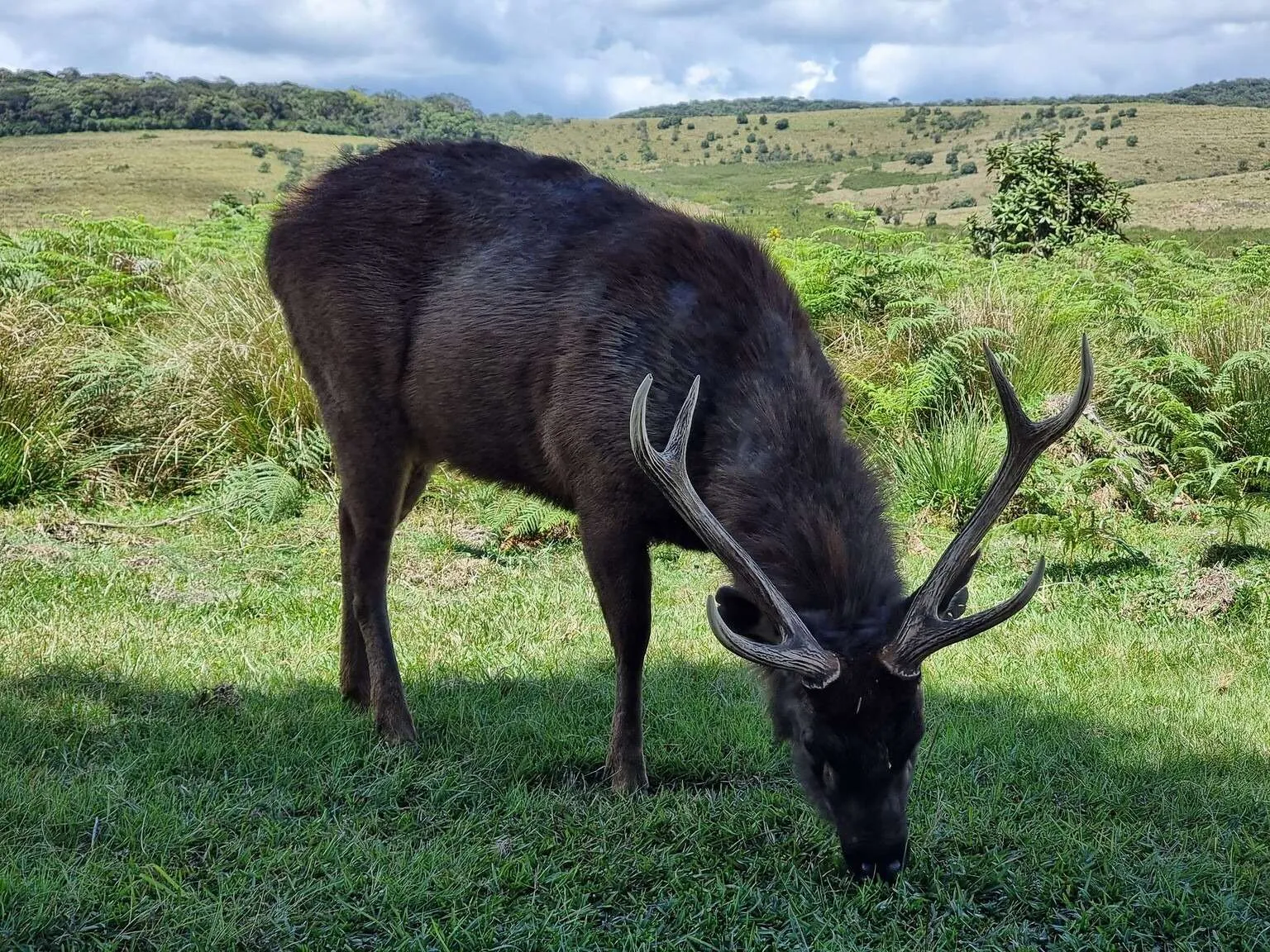A deer in Horton Plains National Park, Sri Lanka
