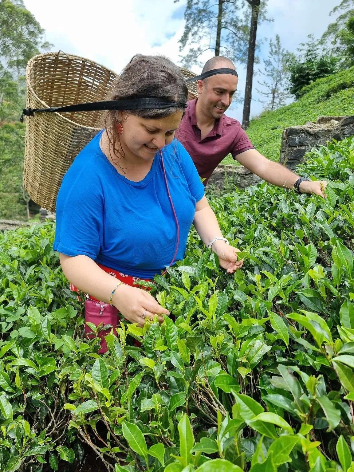 Sri Lanka, Damro Tea Factory - tea picking