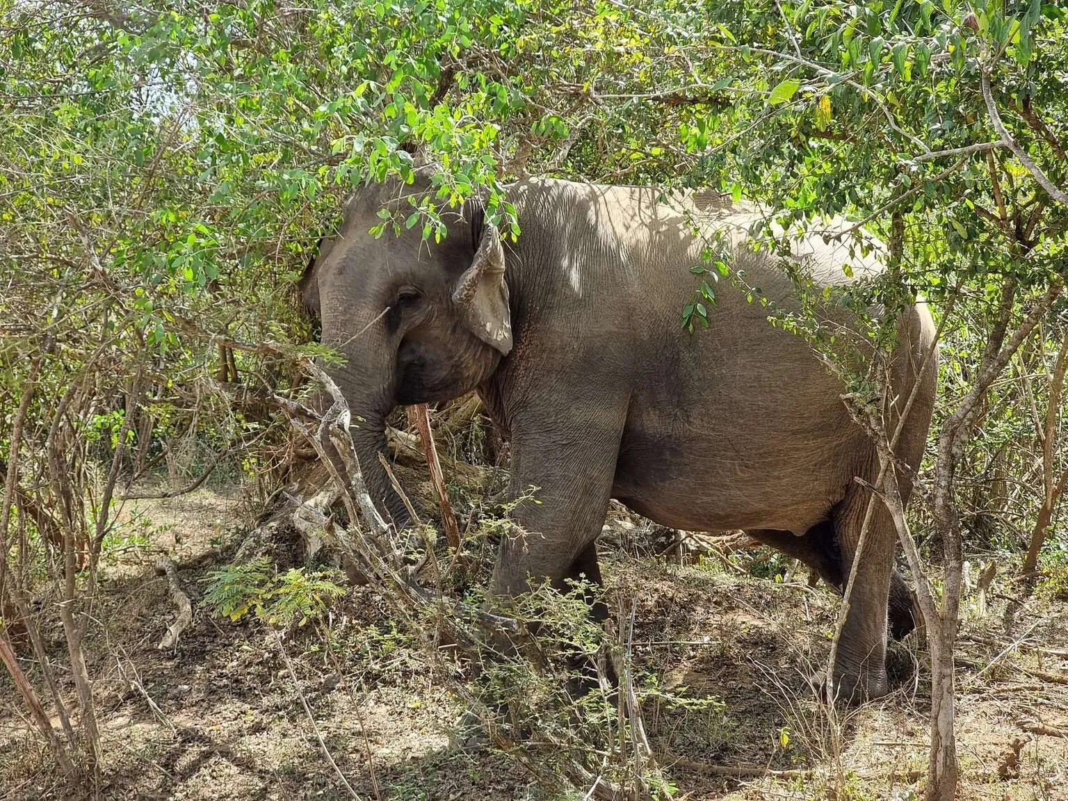 Safari in Yala National Park, Sri Lanka