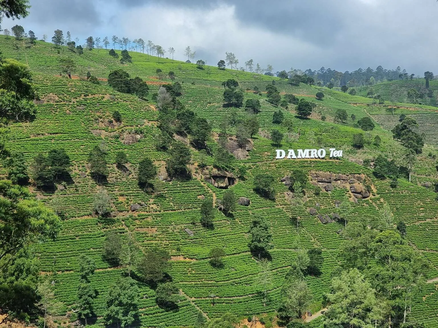 Sri Lanka tea terraces and Damro Tea Factory