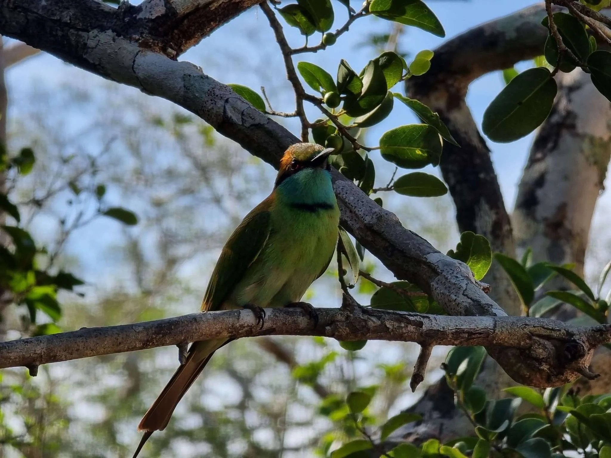 Safari in Yala National Park, Sri Lanka