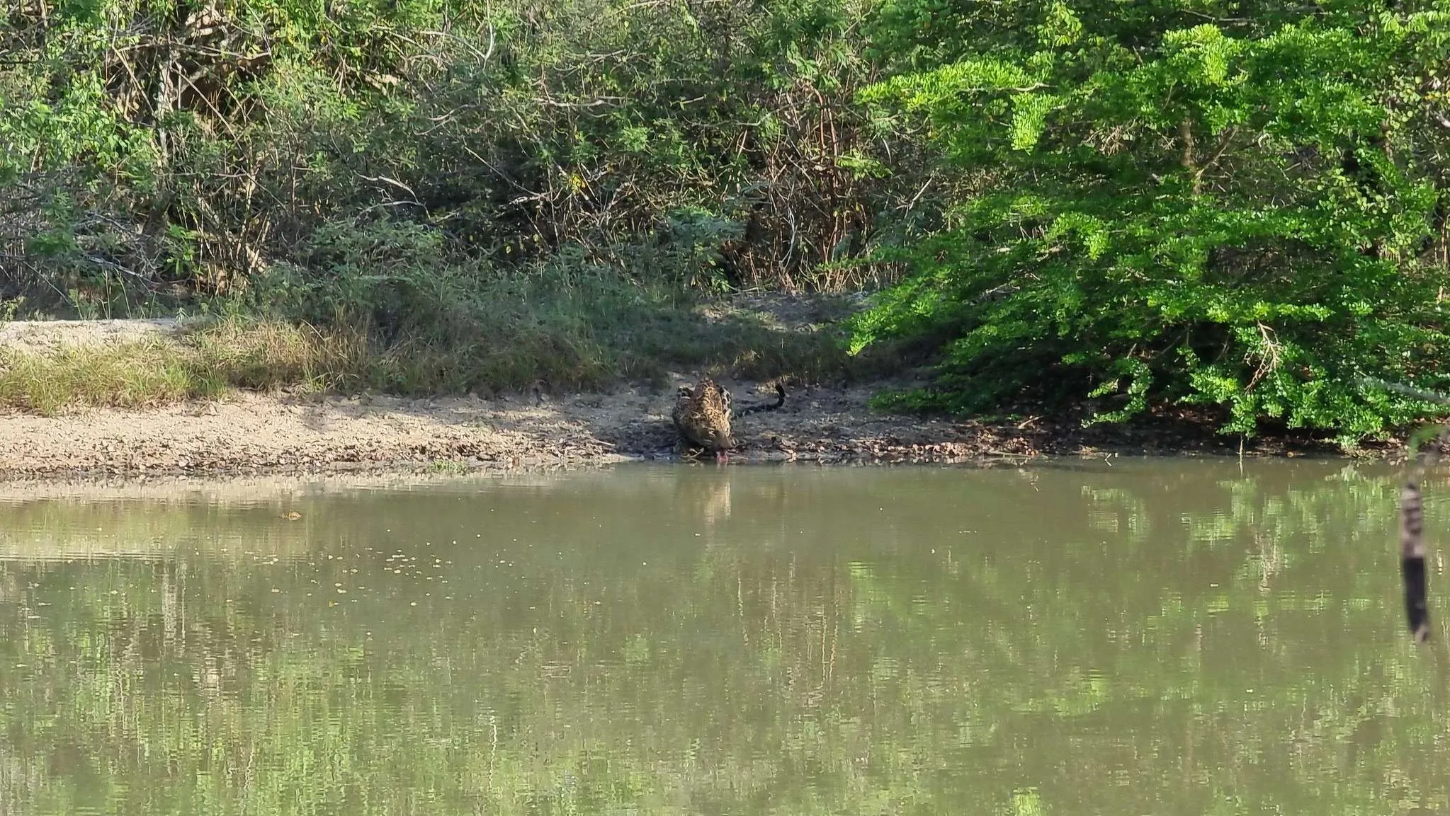 Safari in Yala National Park, Sri Lanka