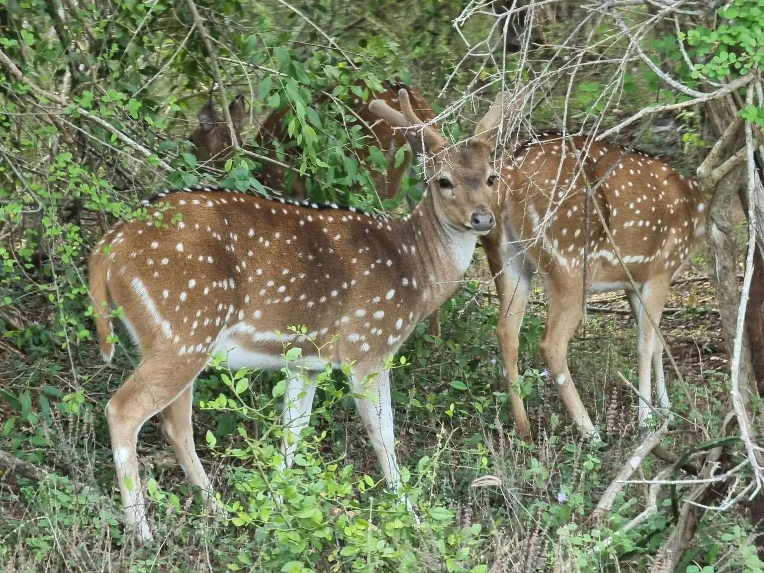 Safari in Yala National Park, Sri Lanka