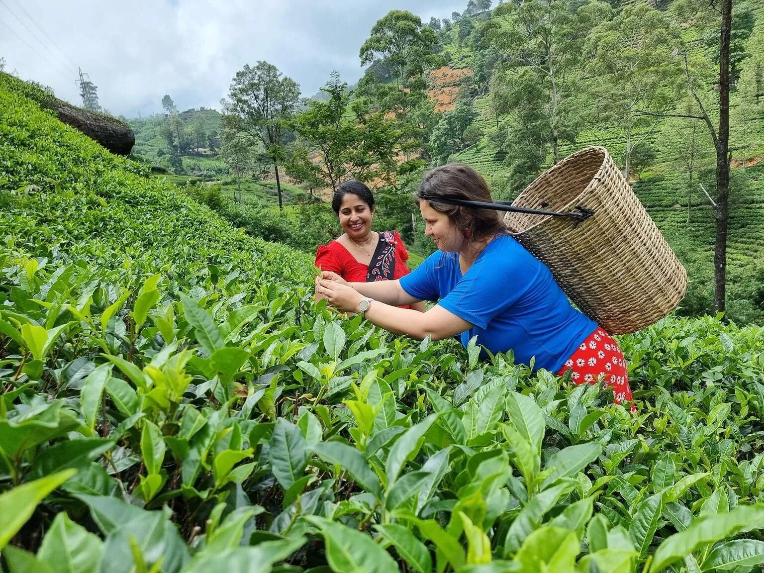 Sri Lanka, Damro Tea Factory - tea picking