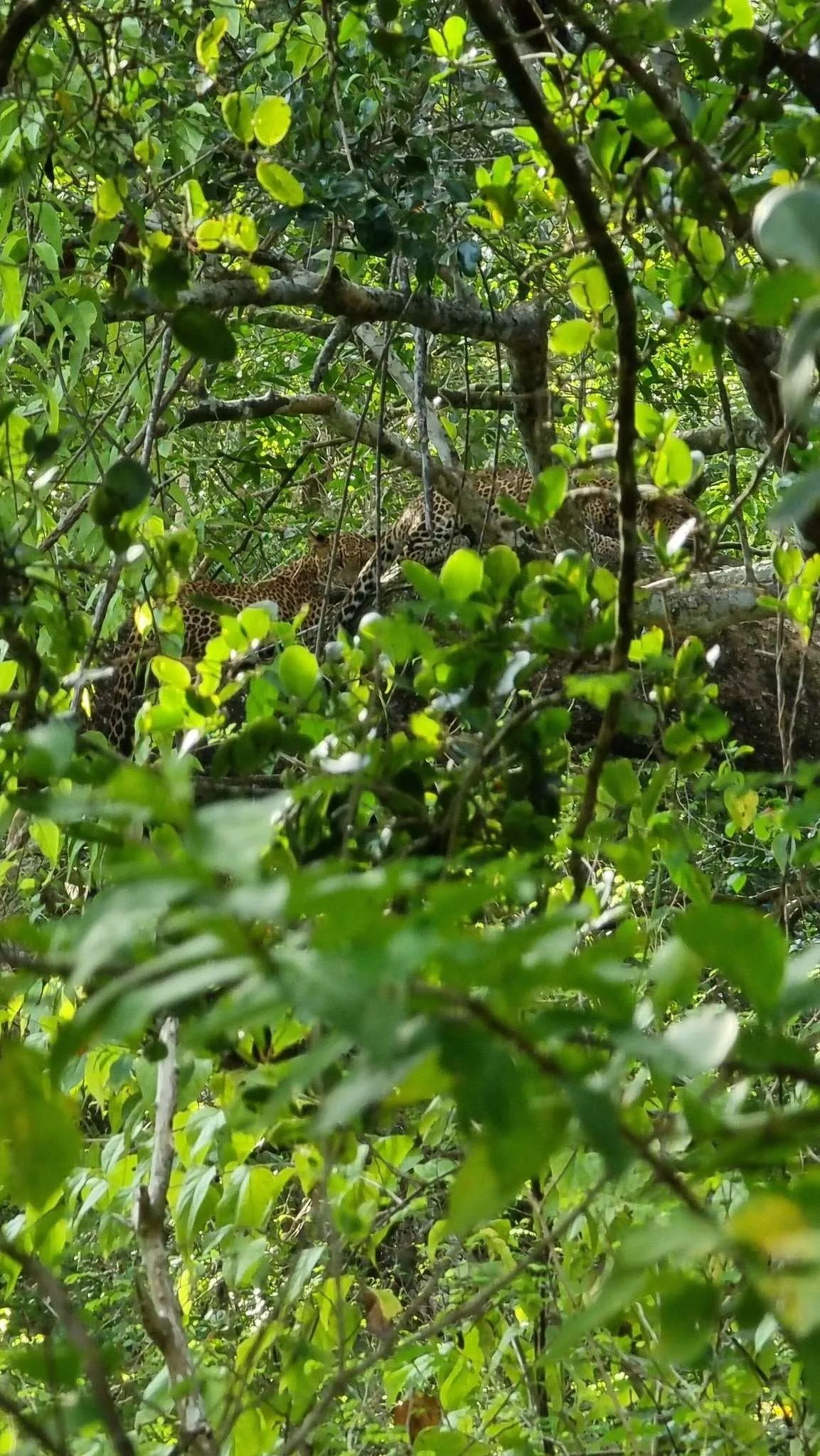 Safari in Yala National Park, Sri Lanka