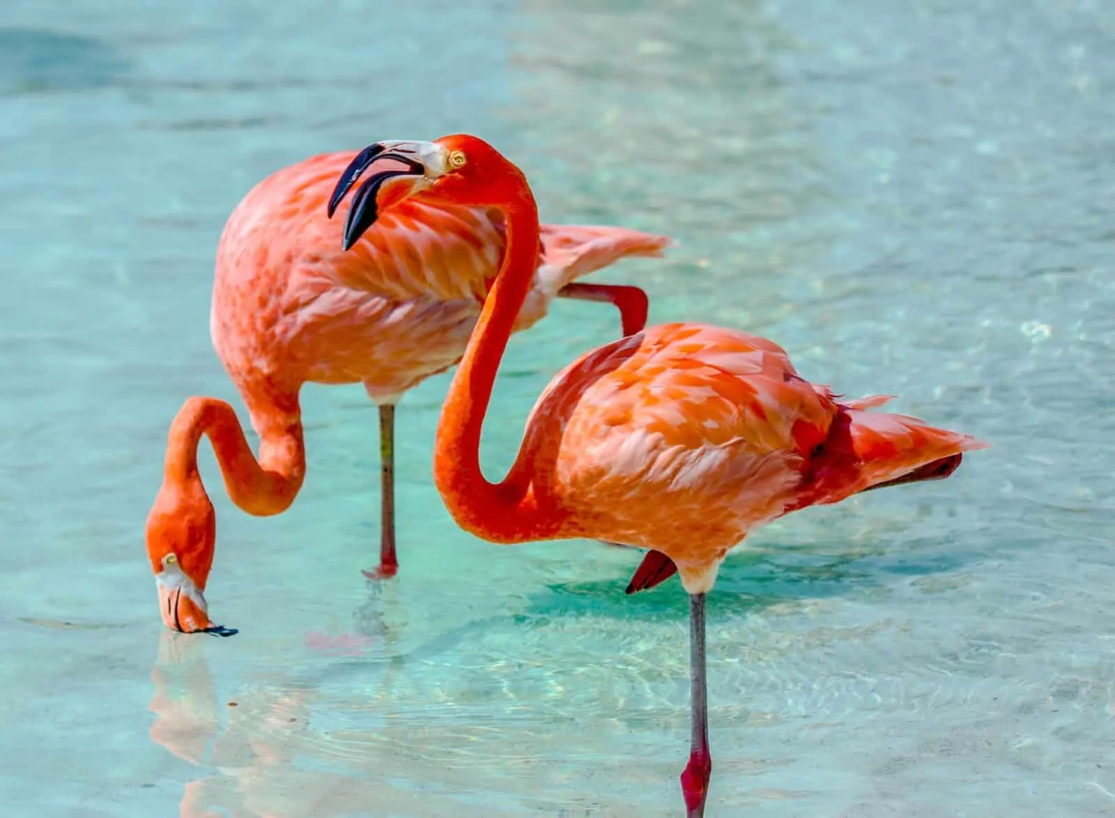 Pink flamingos, Aruba