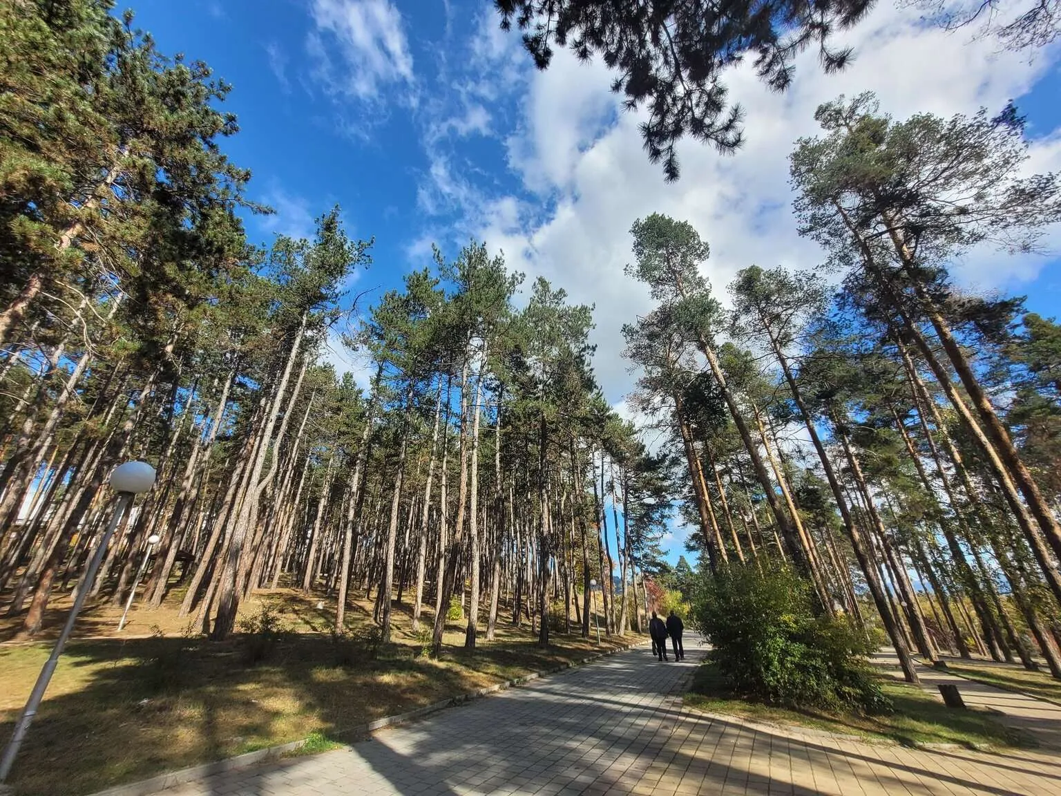 Velingrad pinetree park, Bulgaria