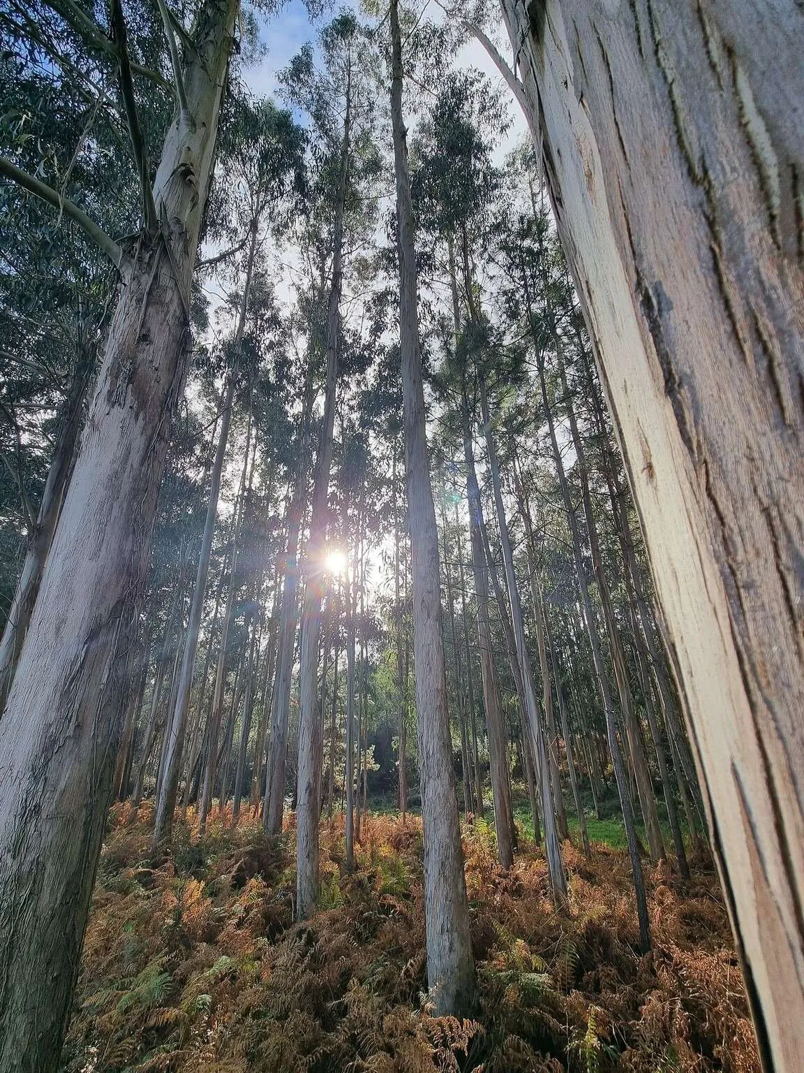 Camino de Santiago Ingles, the English Way, Galician forest