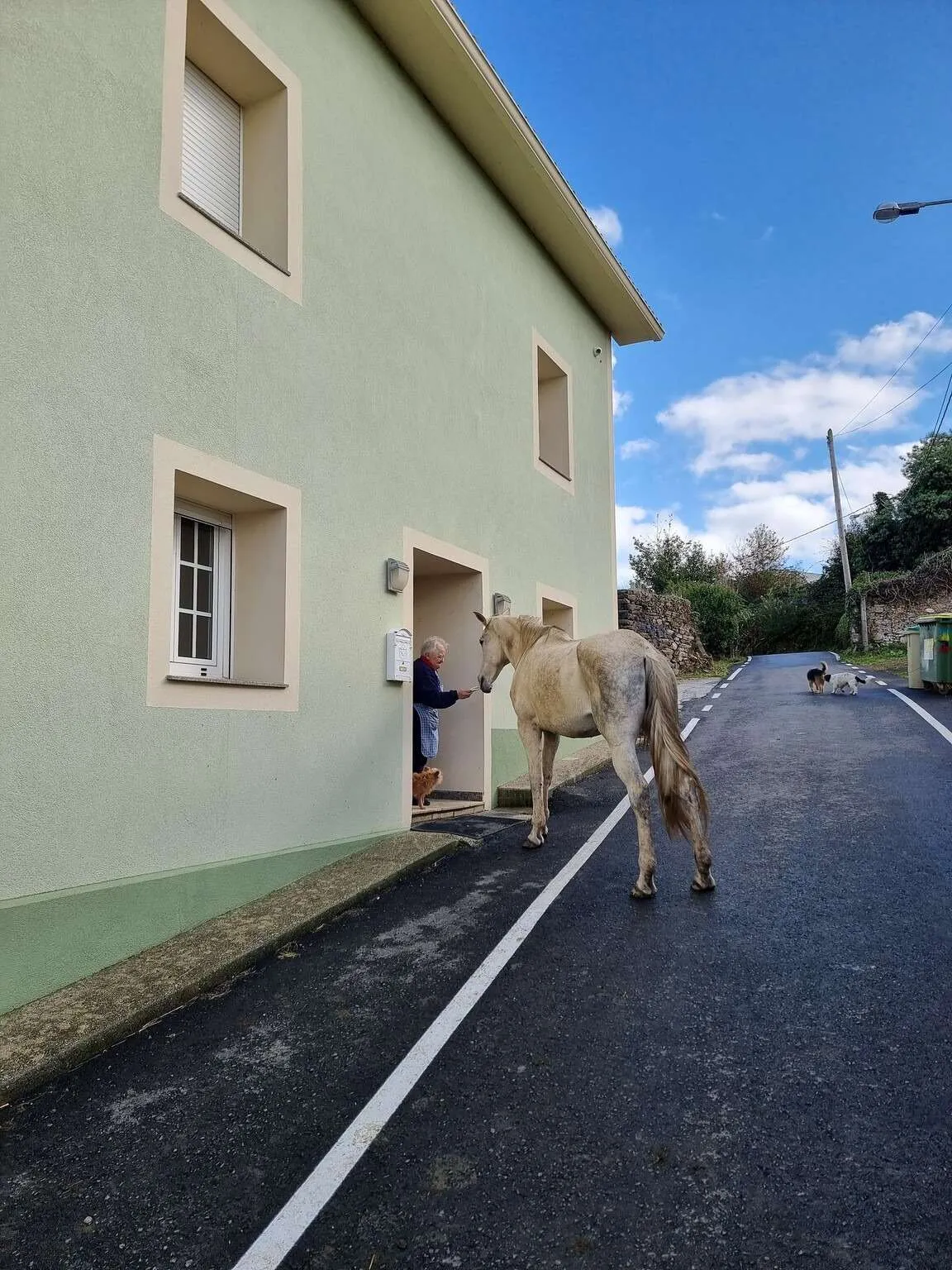 Camino de Santiago Ingles, the English Way, a woman feeding a horse