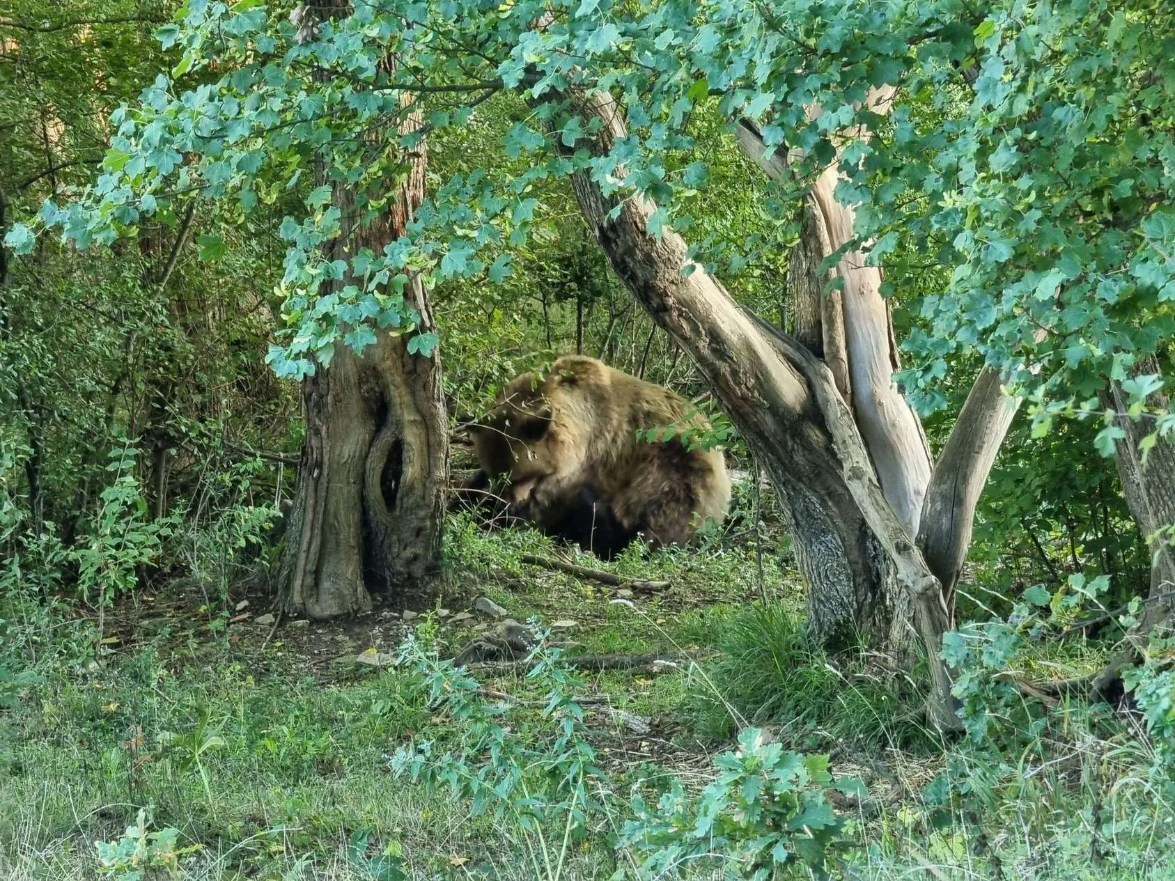 Bear Sanctuary Pristina, Republic of Kosovo