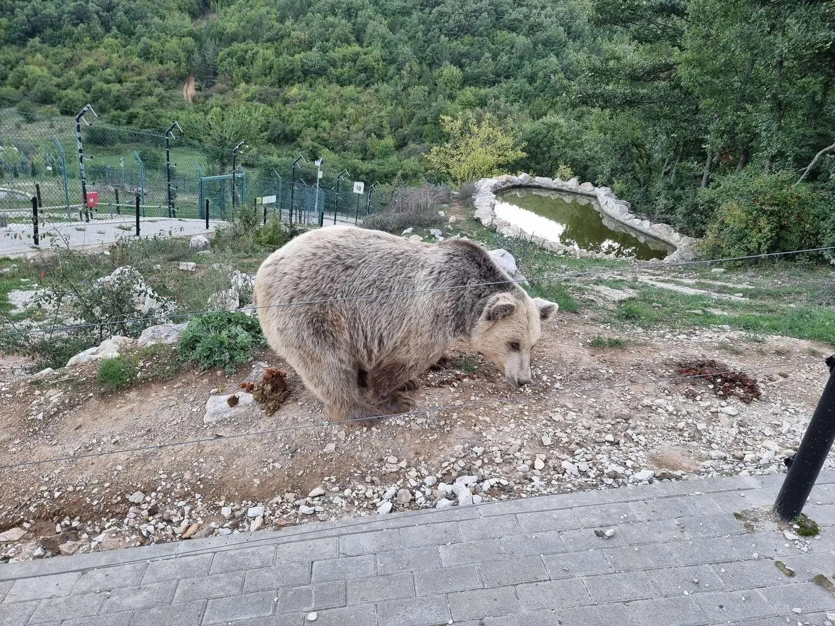 Bear Sanctuary Pristina, Republic of Kosovo