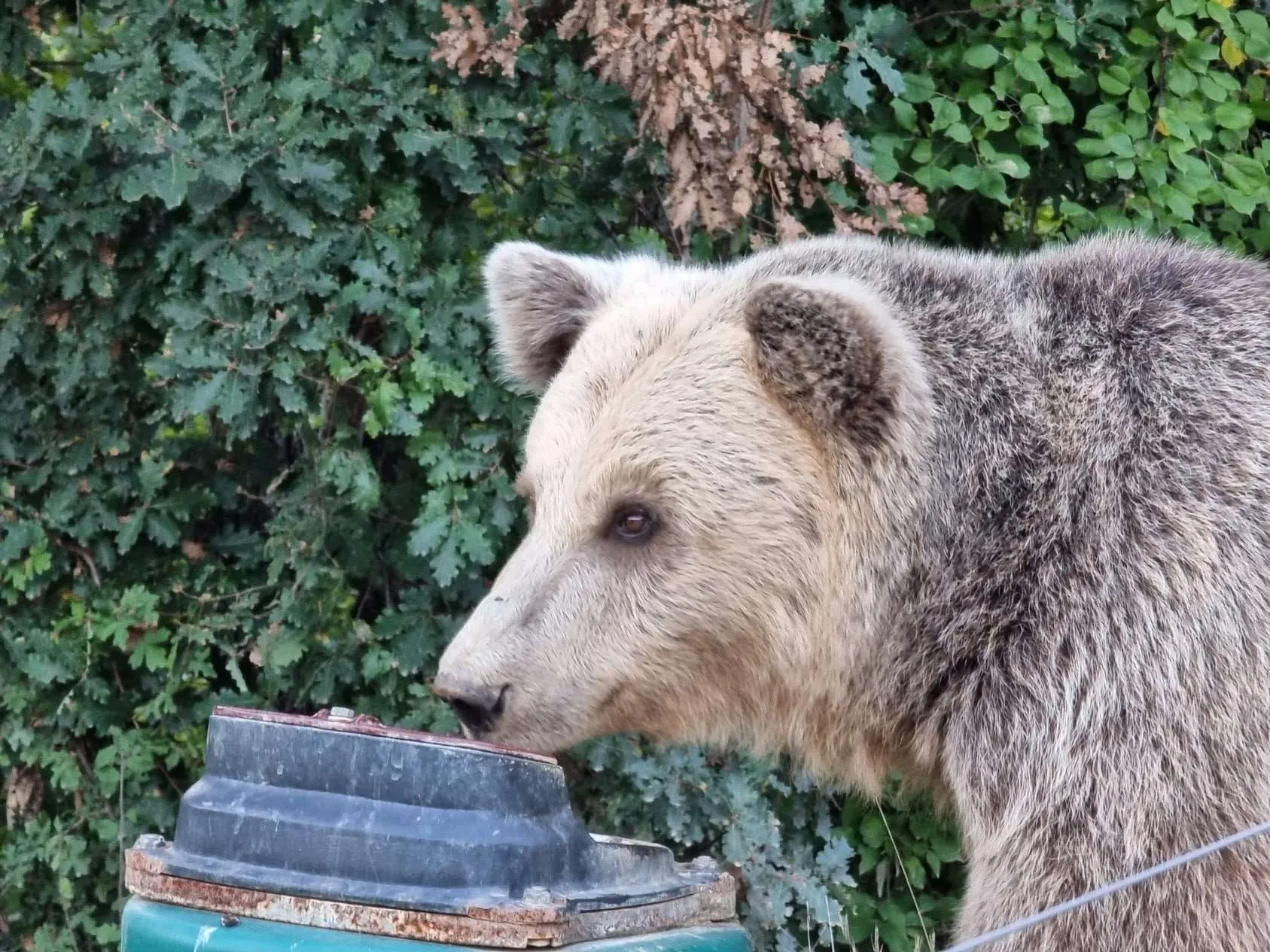 Bear Sanctuary Pristina, Republic of Kosovo