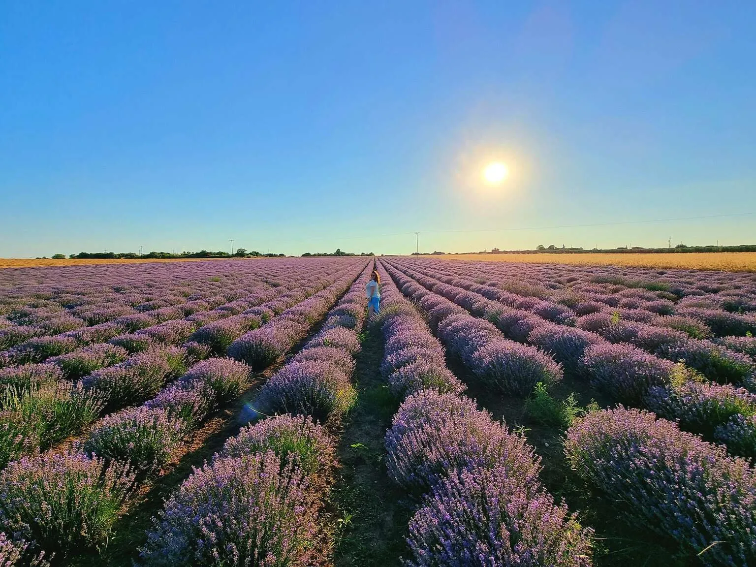 Lavender near Sozopoli, Halkidiki, Greece