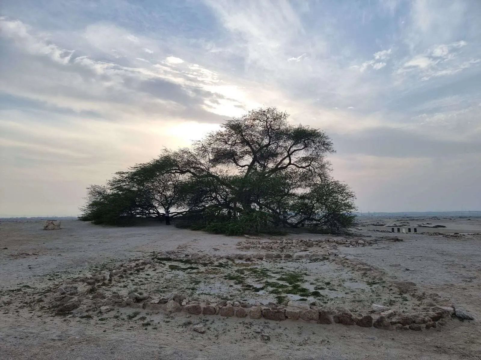 Bahrain, The Tree of Life