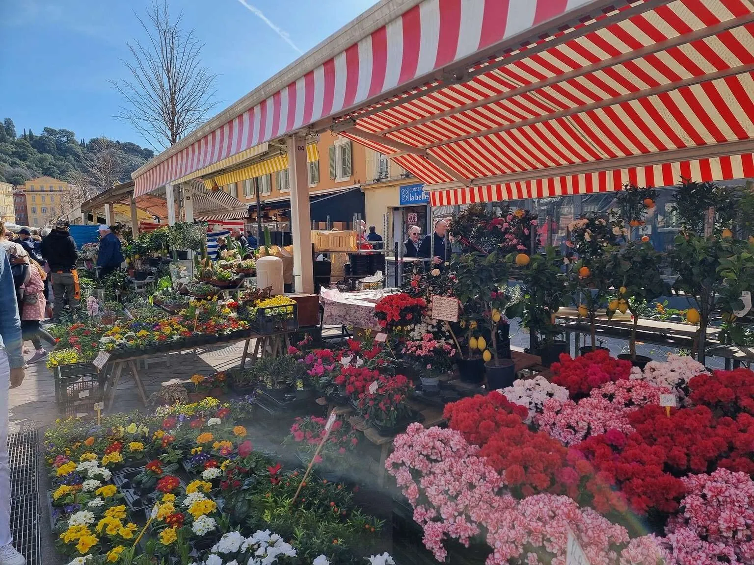 Marchรฉ Aux Fleurs Cours Saleya, Nice, France