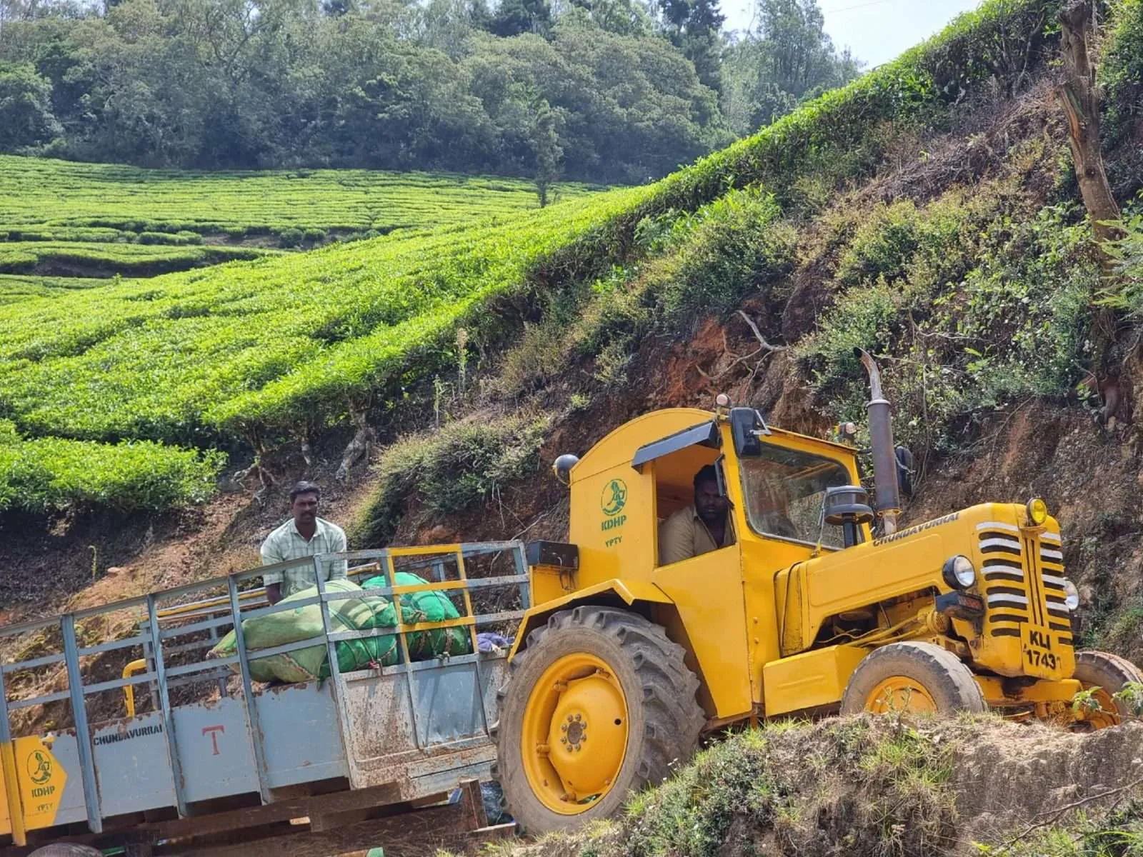 Tea plantations in Munnar, Kerala, India