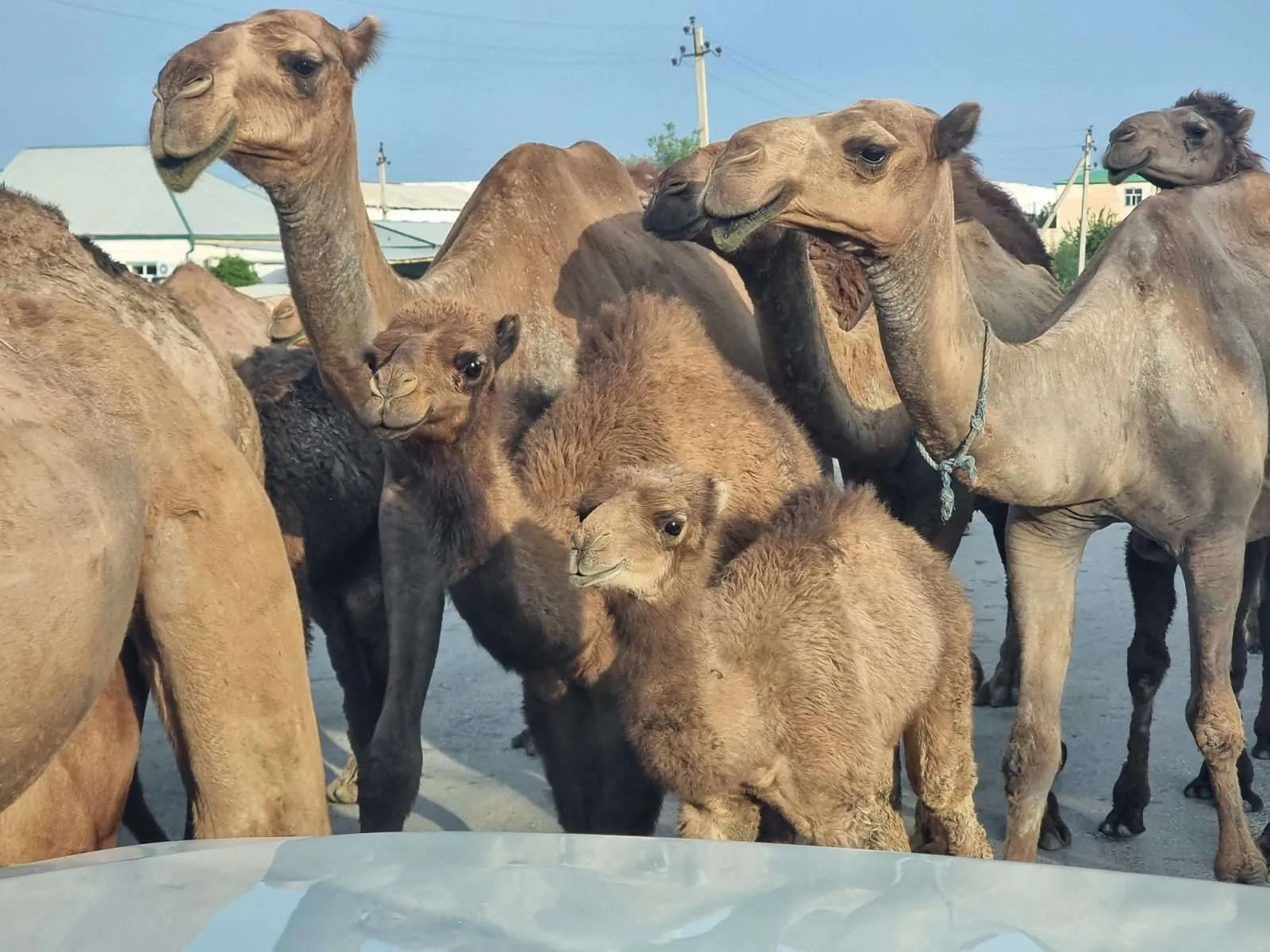 Turkmenistan - Day 3 - Merv and the camels