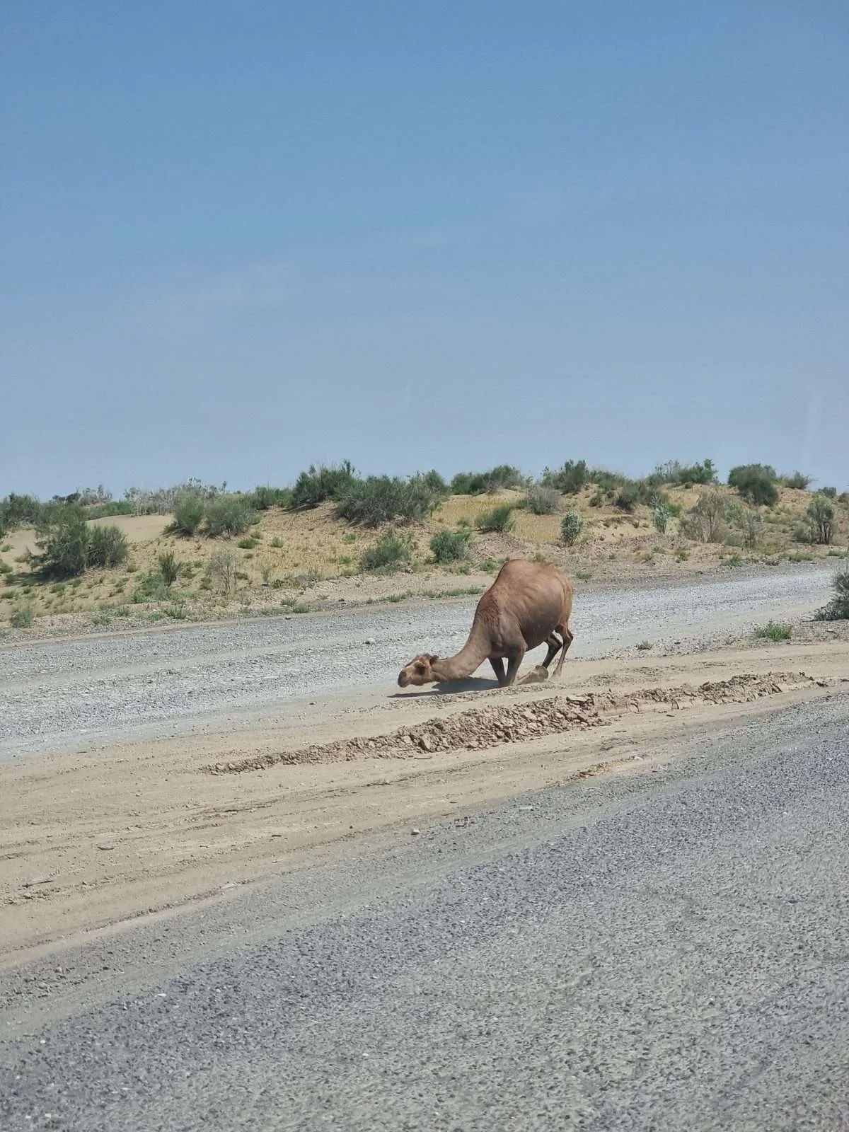 Turkmenistan - Day 4 - The Camels are thankful and saying goodbye