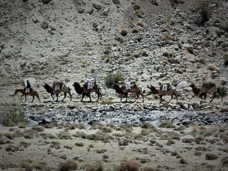 day 4 Pamir Highway the camel caravan