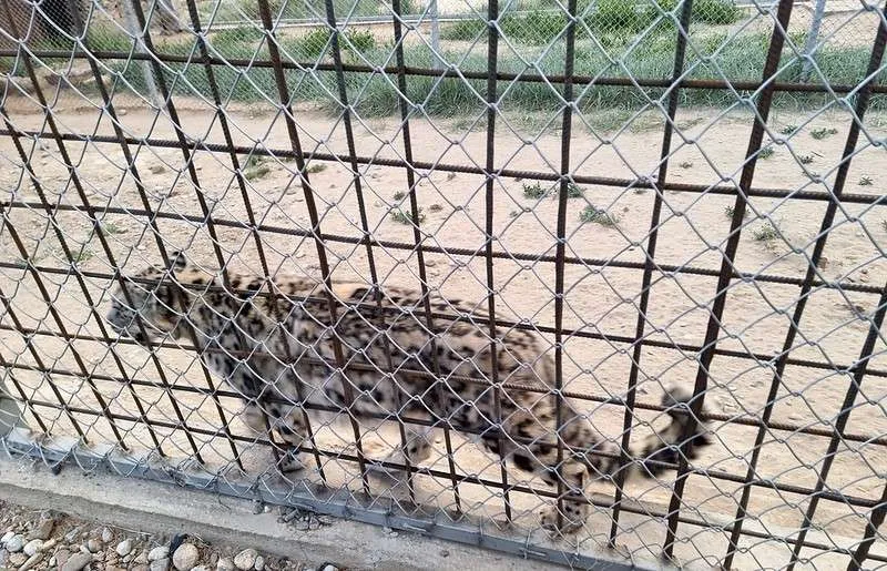day 5 Pamir Highway Murgob snow leopard in the sanctuary
