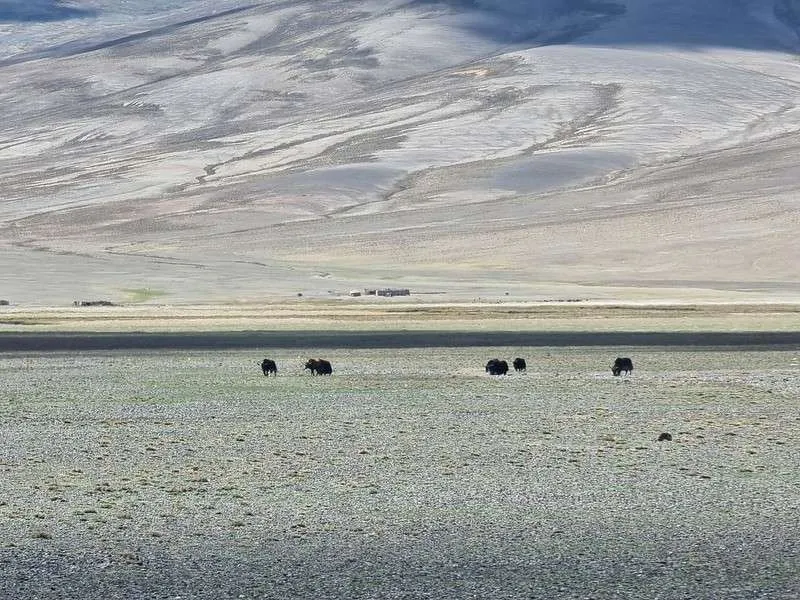 day 5 Pamir Highway starting the day from Alichur with herds of yaks