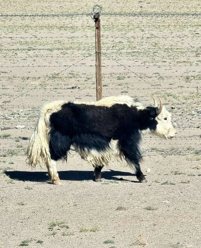 day 6 Pamir Highway a yak at Lake Karakul 4000 meters high