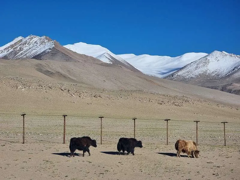 day 6 Pamir Highway yaks next to the Chinese border