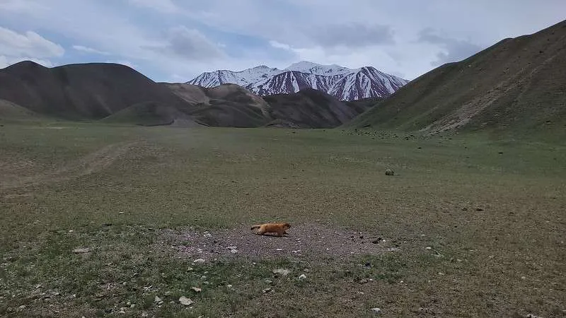 day 7 Pamir Highway Kyrgyzstan Lake Tulpar-Kol marmot running freely around