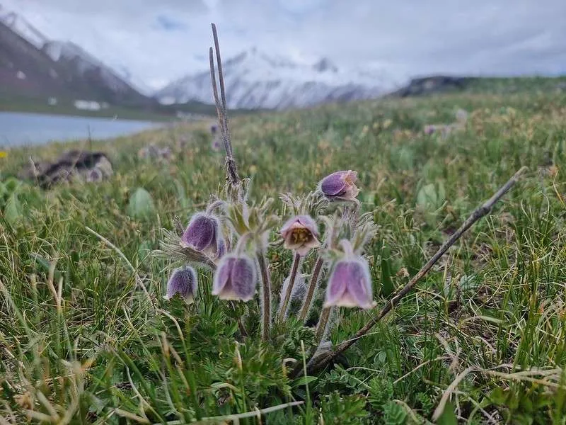 day 7 Pamir Highway Kyrgyzstan Lake Tulpar-Kol purple flowers