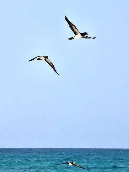 Cabo Verde Boa Vista Jeep Tour Praia Varandinha birds