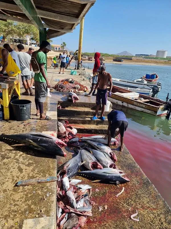 Cabo Verde Sal Day Tour Palmeira