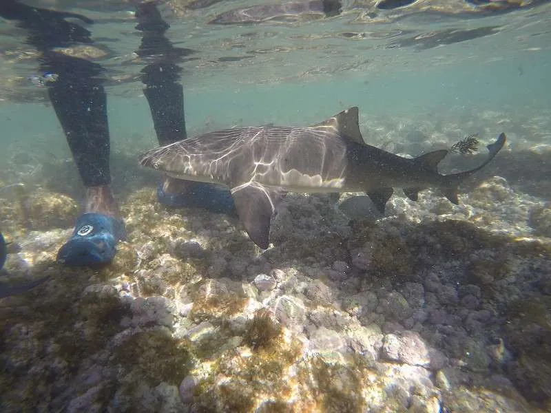 Cabo Verde Sal Day Tour Shark Bay and a baby lemon shark