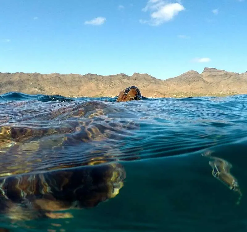 Cabo Verde Sao Vicente Sao Pedro sea turtle at the water surface