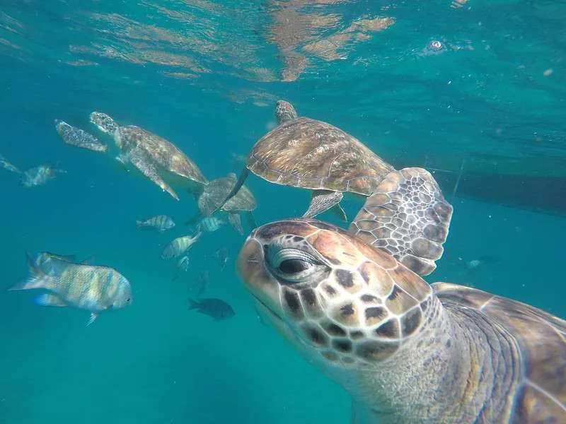 Cabo Verde Sao Vicente Sao the sea turtles